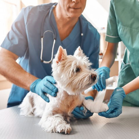Clínica Veterinaria Pam Pet Health 11