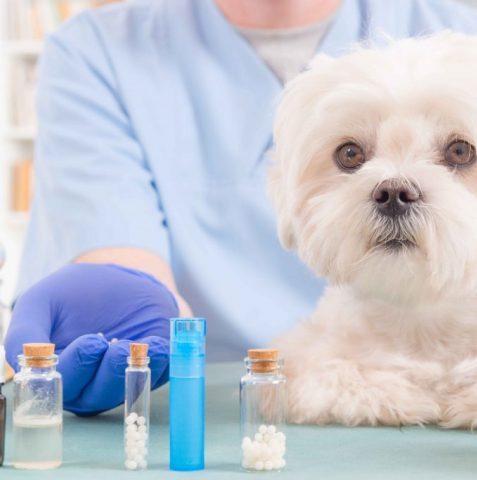 Clínica Veterinaria Pam Pet Health 15